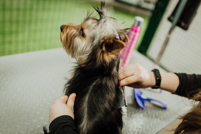 Limpieza perro pequeño
